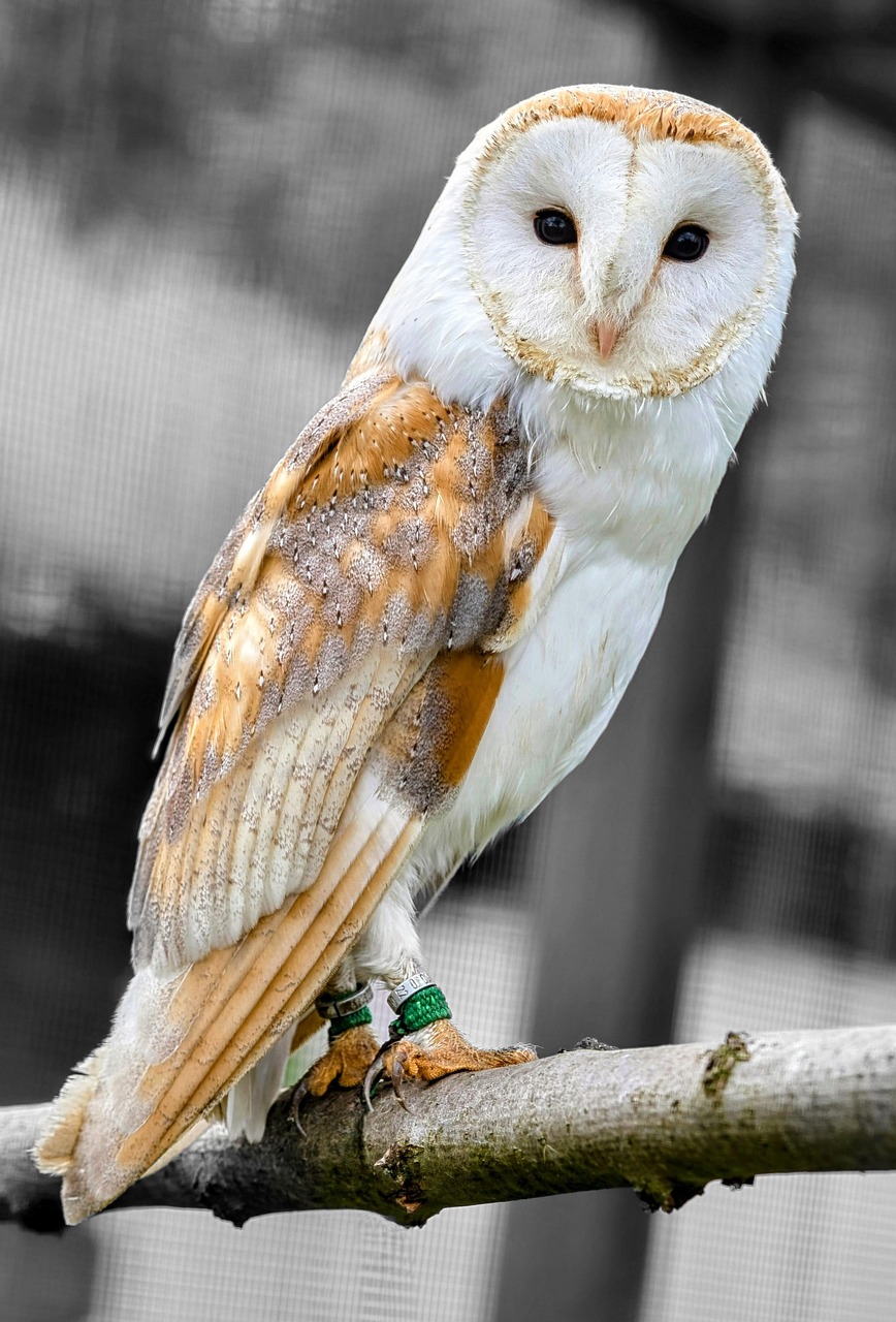 bird-9266166_1280